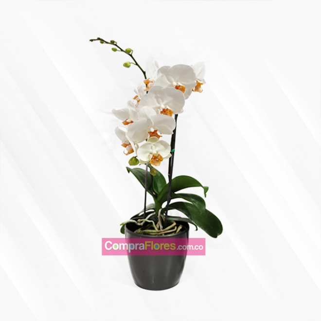 Orquidea Phalaenopsis, vivero