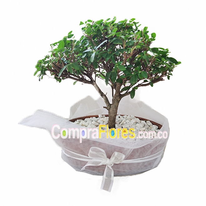 Bonsai Guayacan vivero