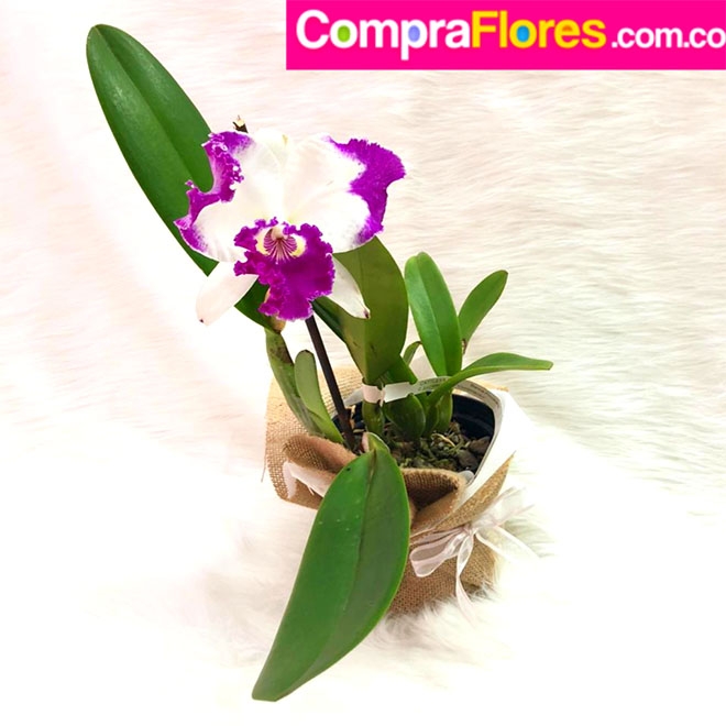 Orquidea Cattleya